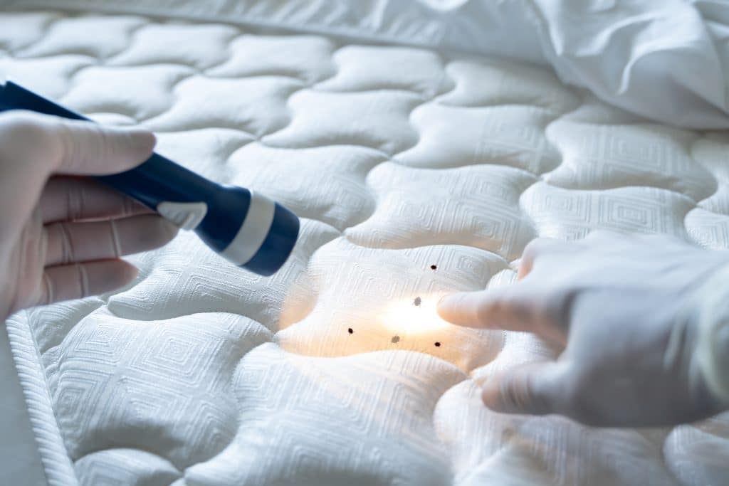 Can You Sue a Hotel for Bed Bugs?